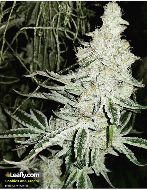 Cookies a n d cream strain. Things To Know About Cookies a n d cream strain. 